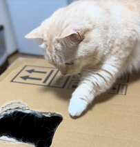【興味津々】箱の穴の中が気になる猫さんの様子が可愛いと話題に！おっかなびっくりお手々を差し出す姿に2万9500回再生