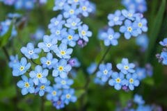 今年の《ブルーガーデン》にお迎えしたい！春に咲く《青や紫の花》多年草＆一年草おすすめ10選