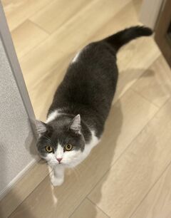 【これで完璧にゃ！】避難訓練している猫？詰めの甘い姿が可愛すぎて思わずホッコリ