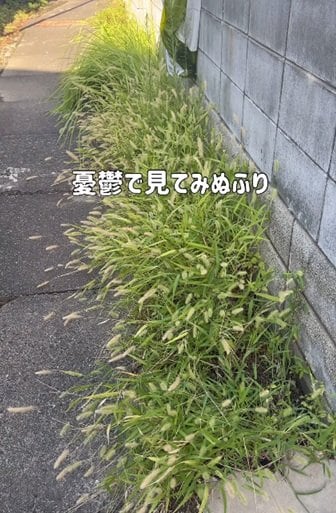 投稿の画像