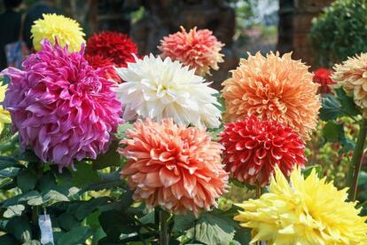 【ガーデニング】植え付けは5月中に。夏花壇をトロピカルに彩る「夏咲き球根植物」厳選8種