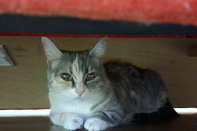 ここにいるニャー！猫が隙間に隠れ…ひっそりとくつろぐ姿がかわいいとTwitterで話題に！