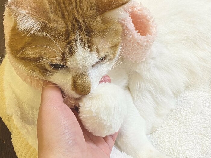 ポンポンを外してから首の周りに巻きます