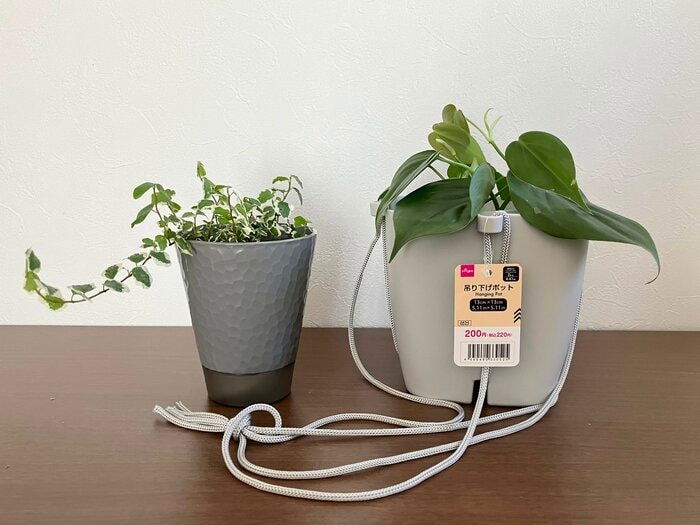 ダイソーの「吊り下げポット」で植え替え前のグリーンをおしゃれに！
