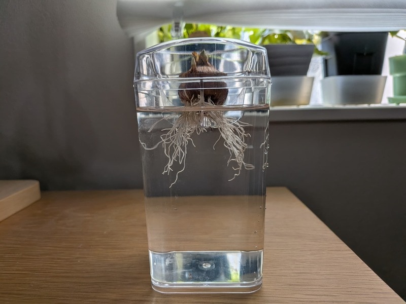 ダイソー　球根栽培ベース