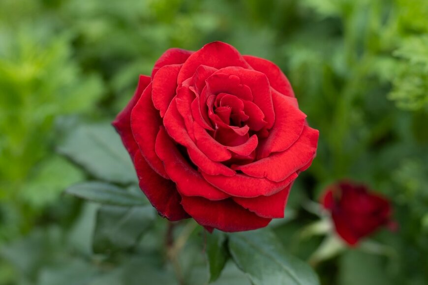 Alineofcolor/shutterstock.com