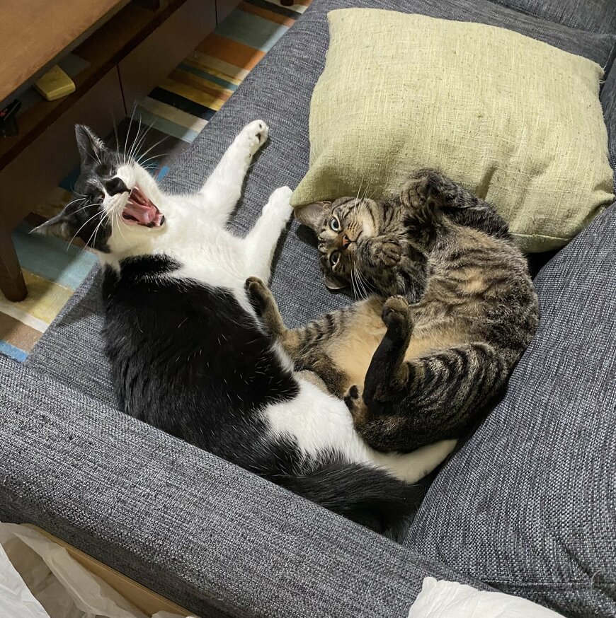 出所：@00shitemita