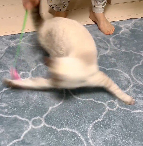 小さな子猫が「にゃんこ ぐるぐる選手権」に参加！？…やっぱりそうなるよねという姿が話題