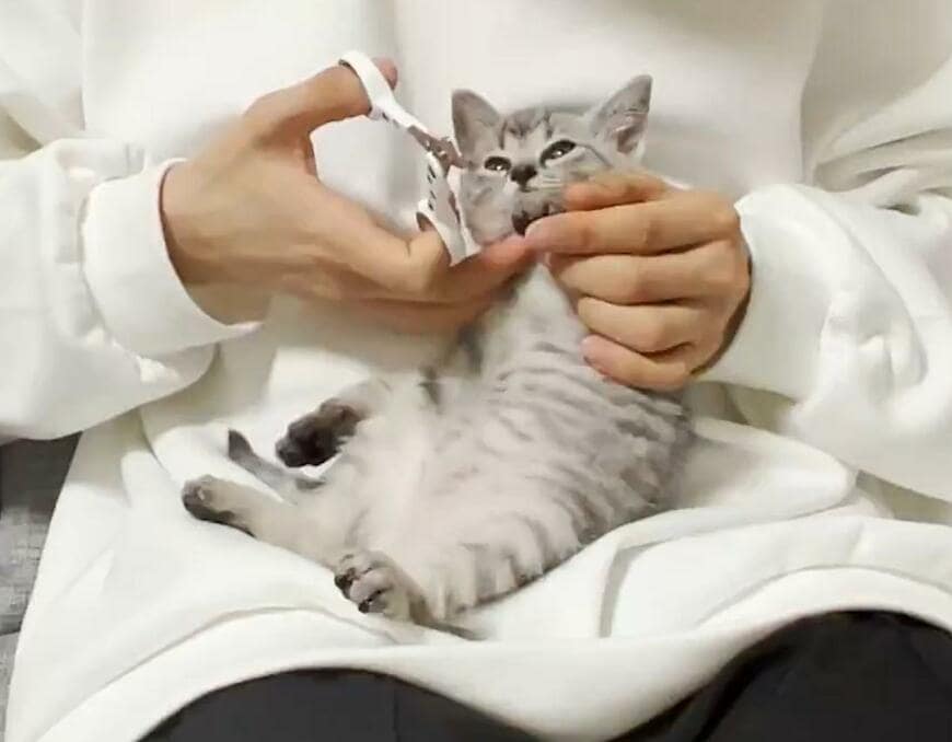 出所：@totomaru_hanmi