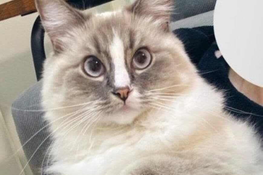 【美猫の休日】完璧な美貌の猫ちゃんが見せた「まさかの寝姿」　漢字の「人」にそっくりすぎる…