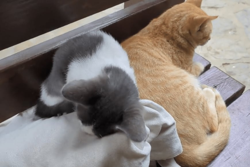 出所：@nekosanpoch