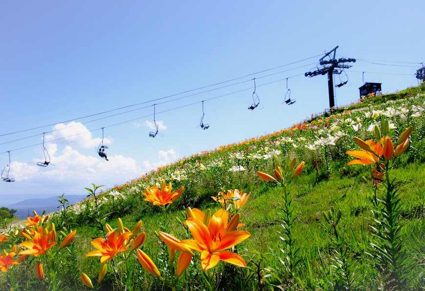 yuri-ss/shutterstock.com