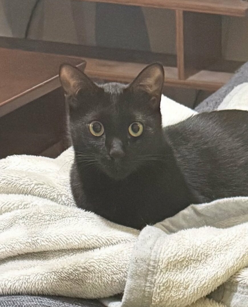 出所：@00shitemita