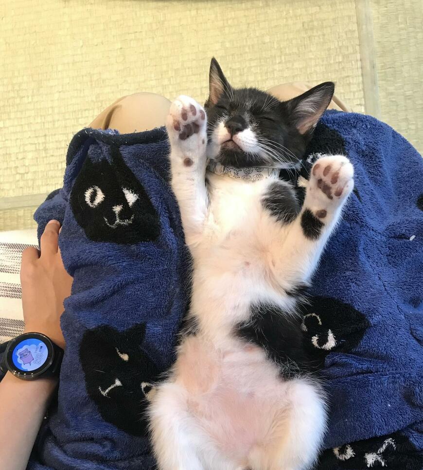 【元保護猫】今では「イケにゃん」に成長！　安心して寝ている子猫ちゃんの壮絶な過去に1万いいね