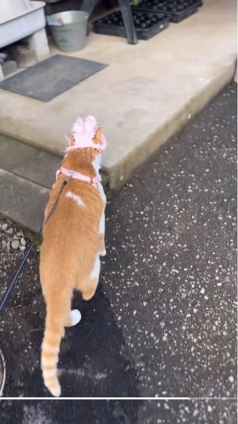 出所：@monburan_sanpo