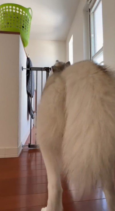 出所：@Livewithhusky