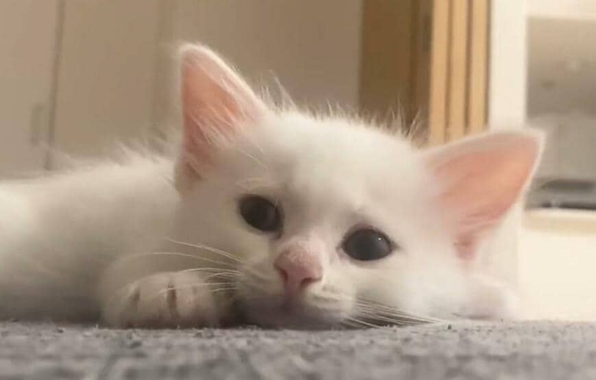 出所：@meltube_cat