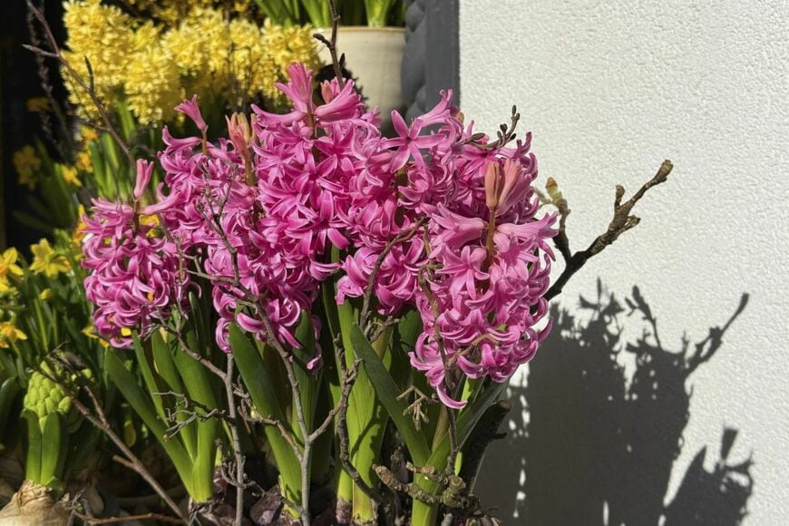 今が植えどき【春に香りのいい花が咲く】秋植え球根植物3選！狭い場所や鉢植えでも育てやすい