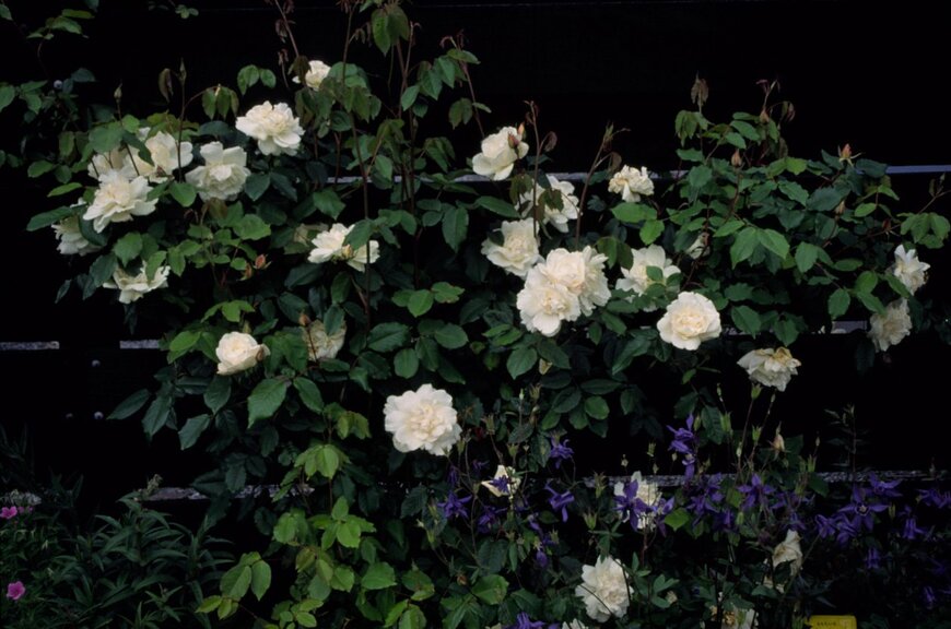 Bill Foley/istockphoto.com