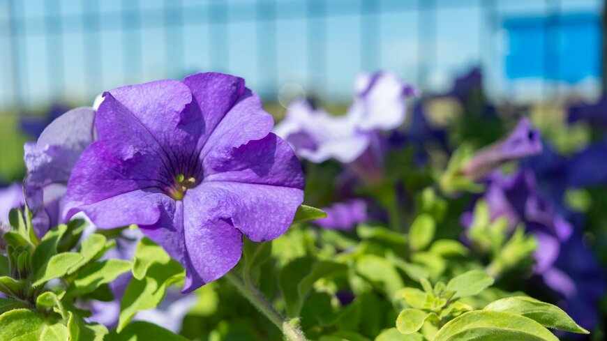 Pimanova Marina/istockphoto.com