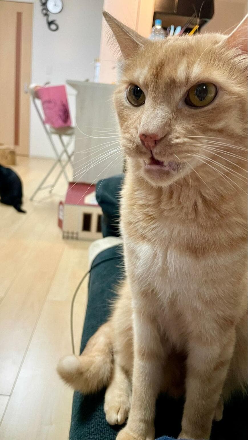 猫さんが飼い主さんのにおいをかいだら…→まさかの表情にショック！【2万6000回表示】