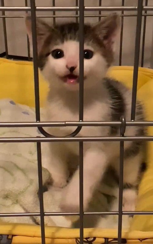 出所：@Saeroyi_cat