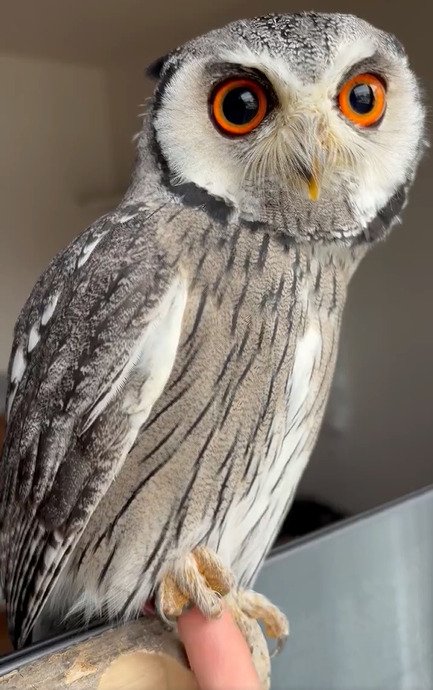 【手つなぎフクロウ】“おててにぎにぎ”に飼い主さん悶絶！相思相愛な光景にほっこり
