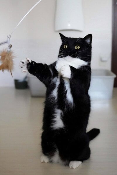 出所：＠unicouniuni3