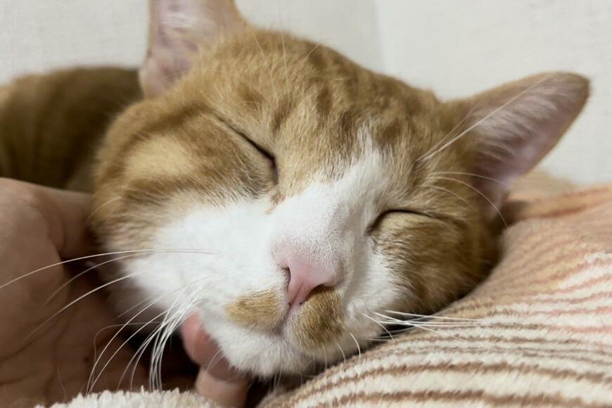 出所：@Neko2Obasan