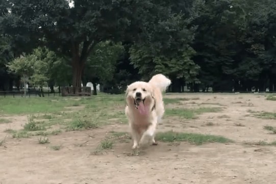 出所：@elmo_golret