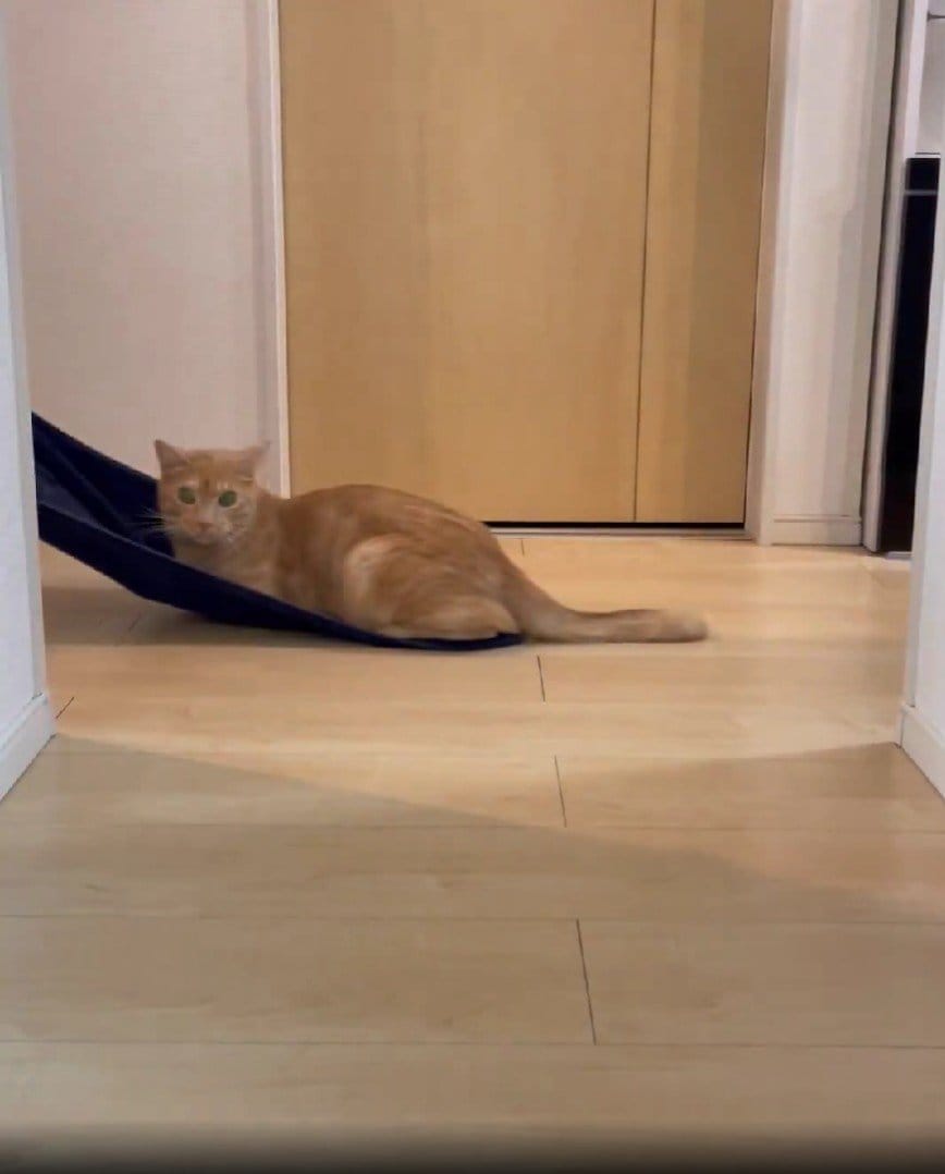 出所：＠Teagle_Noir