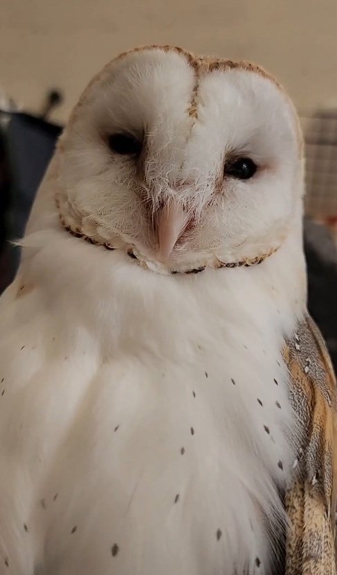 出所：@miki4wan108