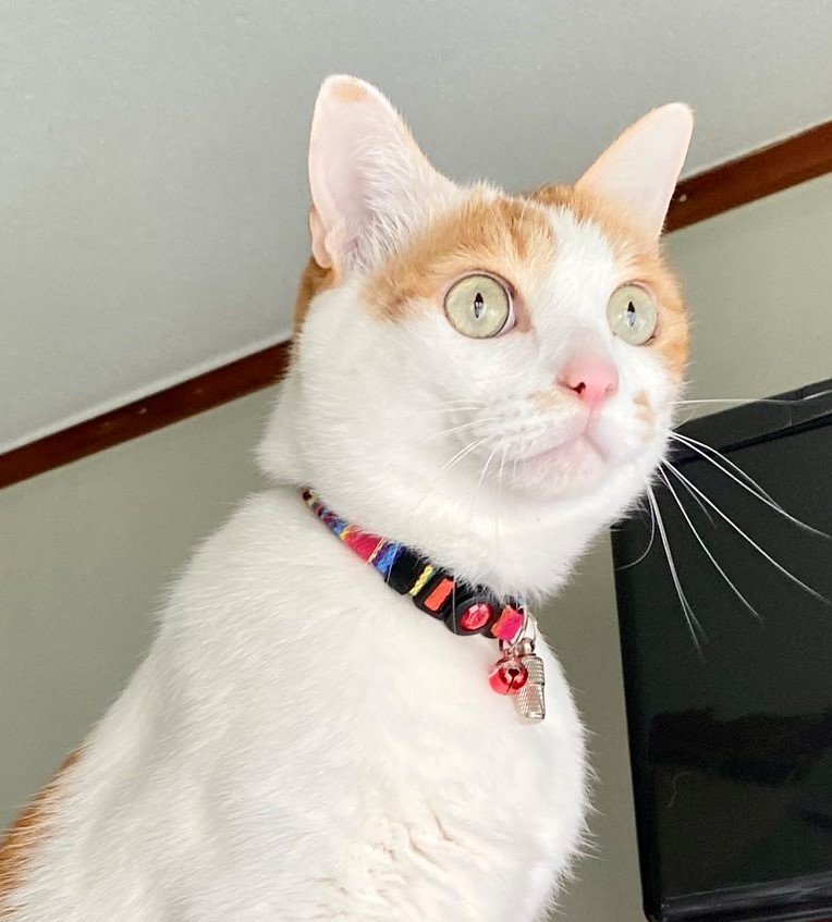 出所：@luna7taka9