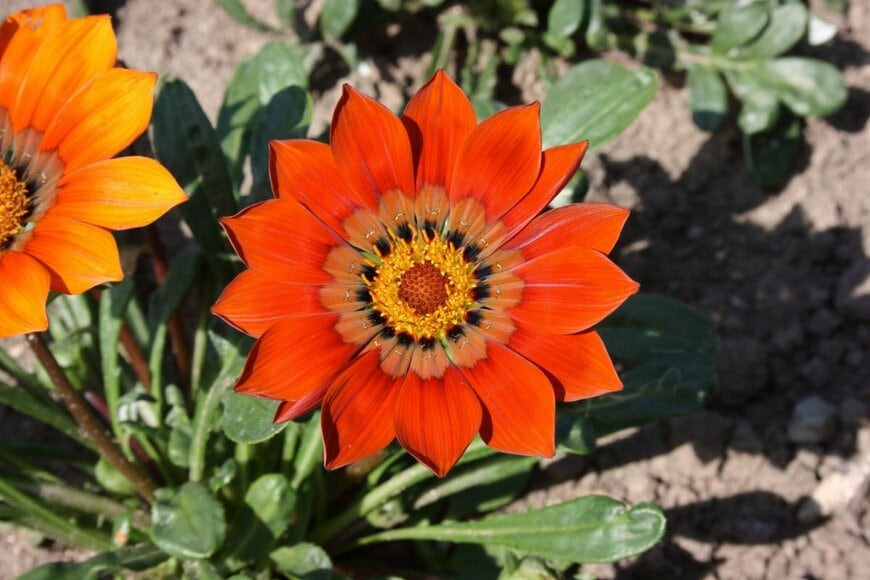 Hortilens/shutterstock.com