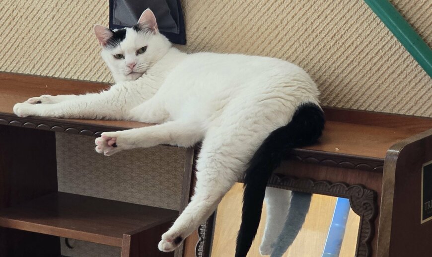 出所：@sironezumi77