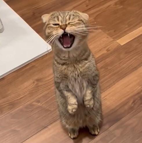 出所：@ponpokopontanu