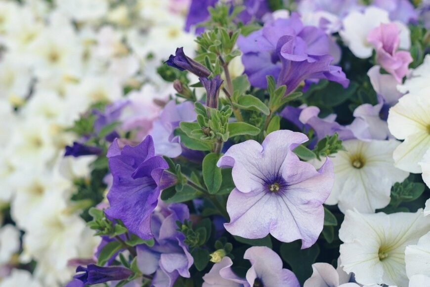 leskas/istockphoto.com