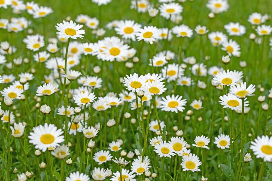 M. Schuppich/shutterstock.com