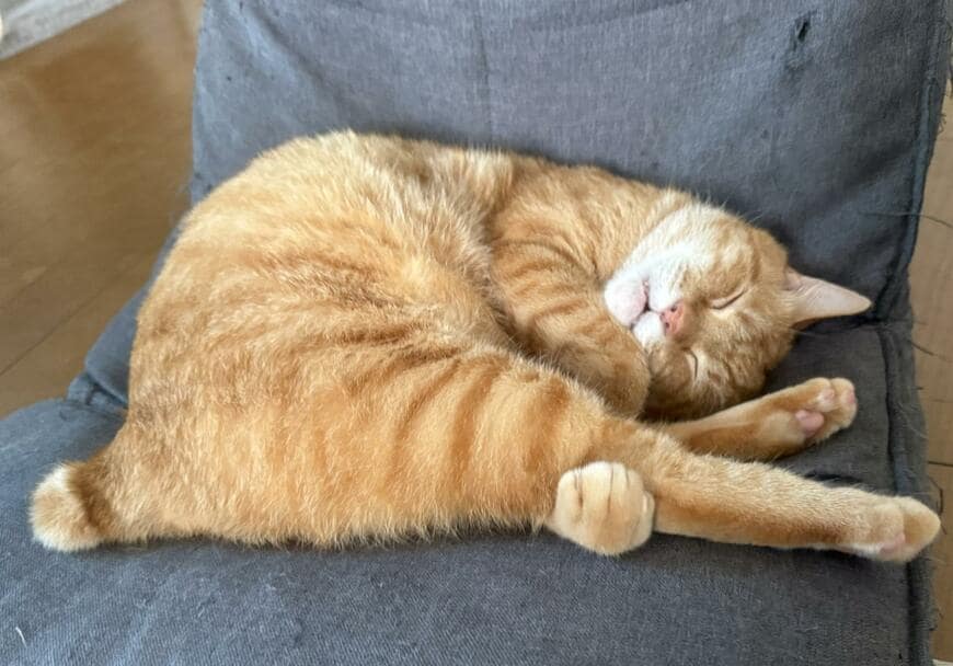 座椅子の上で器用に寝る猫ちゃん　足を抱えてすやすや……　ぷっくり短い尻尾で可愛さ増し増し