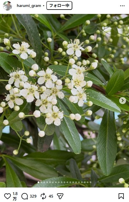出所：栗原はるみのInstagram（＠harumi_gram） 参照日：2026年4月20日