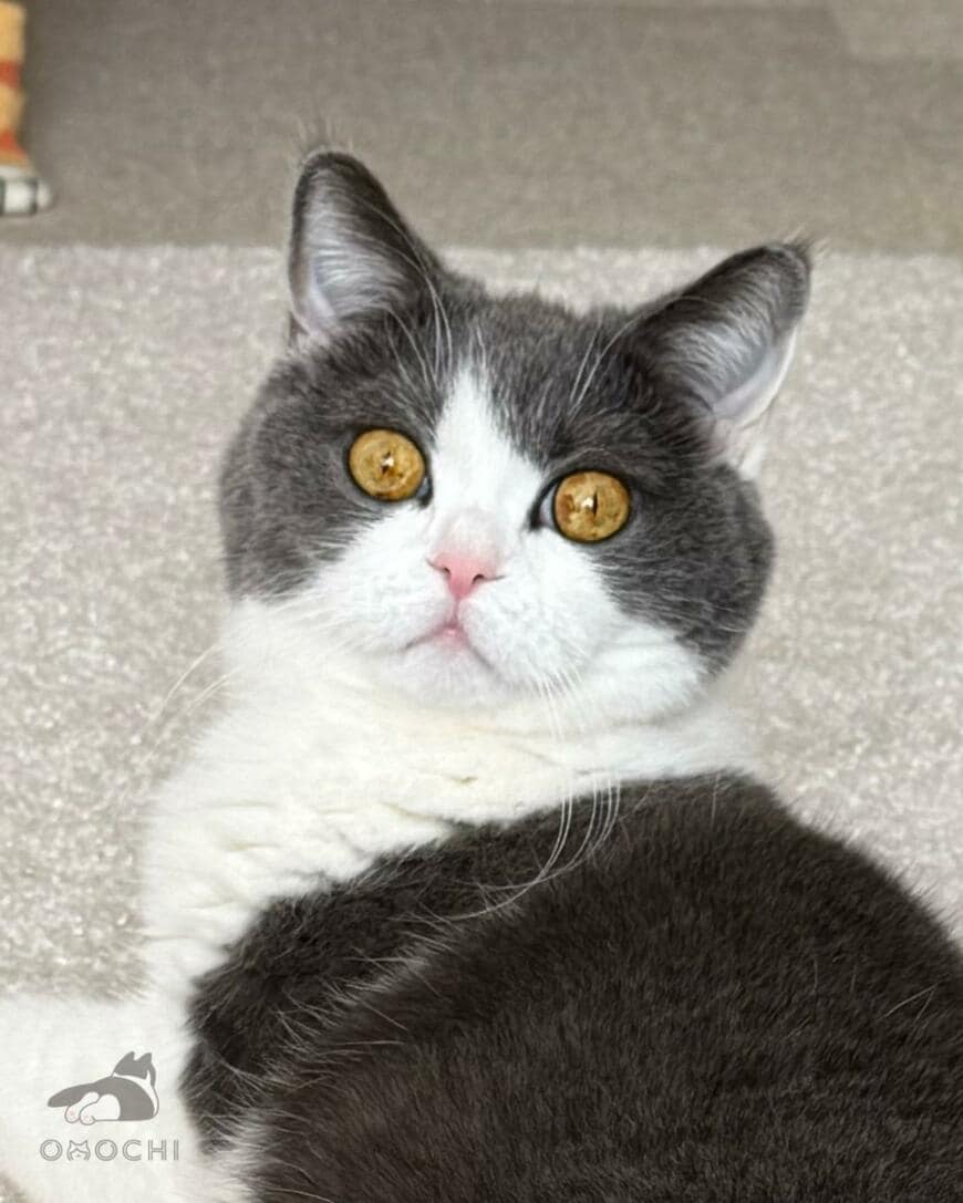 出所：@omochiomoching