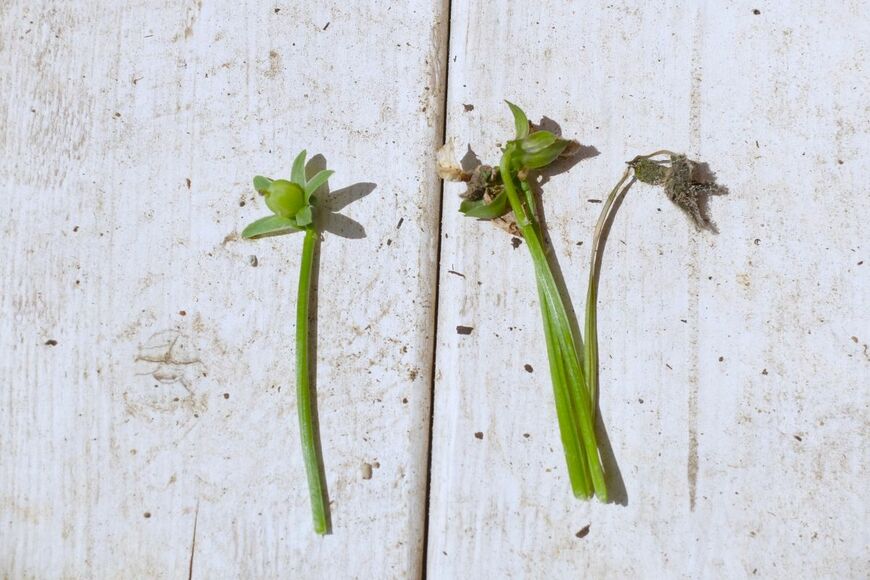 LIMOガーデニング部撮影