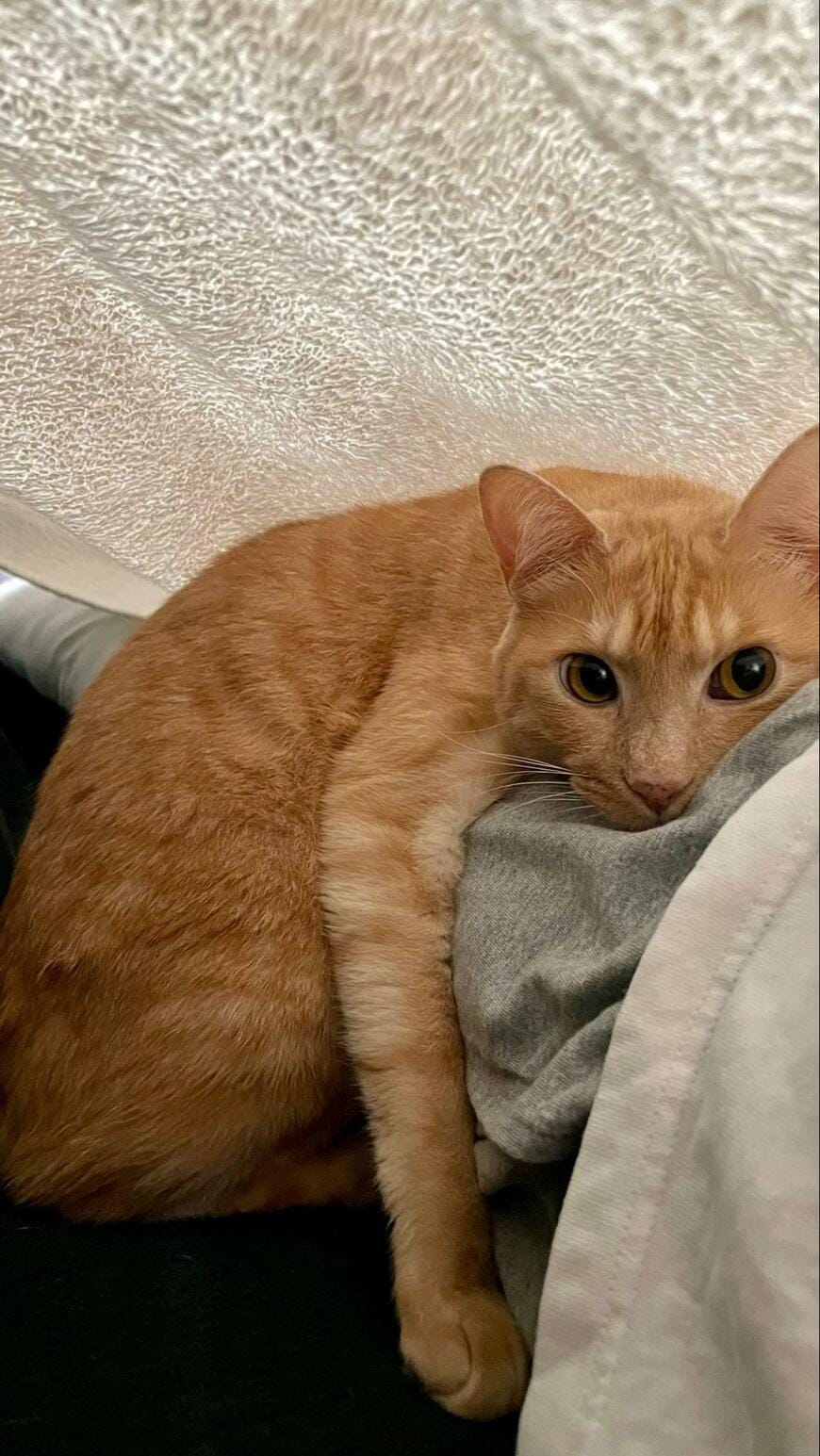 出所：＠Teagle_Noir