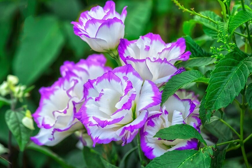 HuyThoai/istockphoto.com