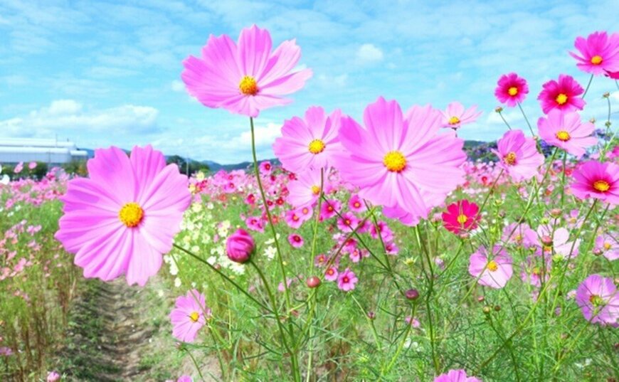 画像出所：liuha9805/写真AC