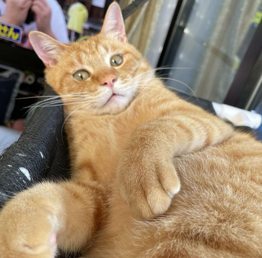 出所：@Beercat_Ana_Dar