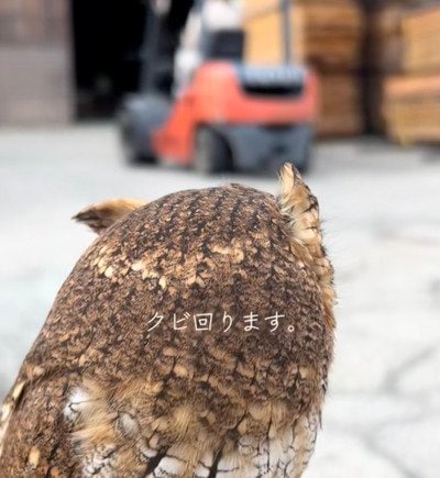 【フォークリフトとフクロウ】フォークリフトが動く様子をじーっと見つめる姿に癒される！首を回してカメラ目線に「かわいすぎ！」とメロメロな声が続出