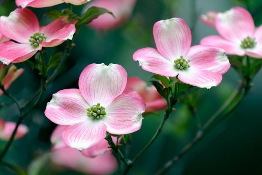外階段や玄関まわりに《わが家のシンボルツリーにお迎えしたい》春の花木おすすめ4選