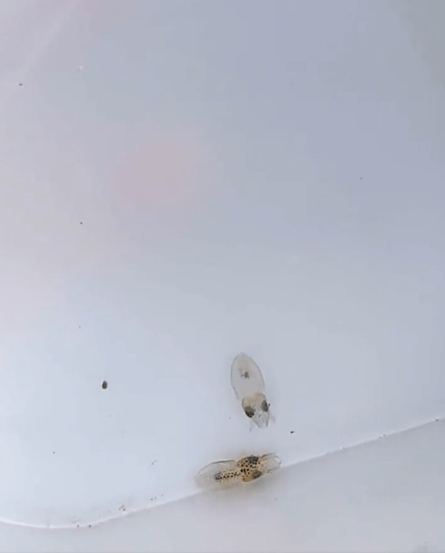 出所：@K_theHermit