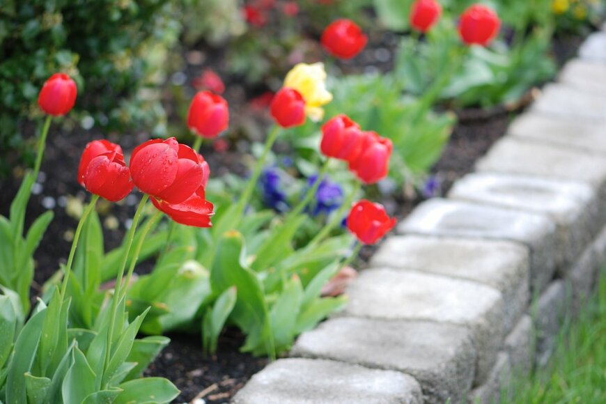 【春のガーデニング】花がキレイに育つ花壇！作り方＆初心者にオススメの花5選